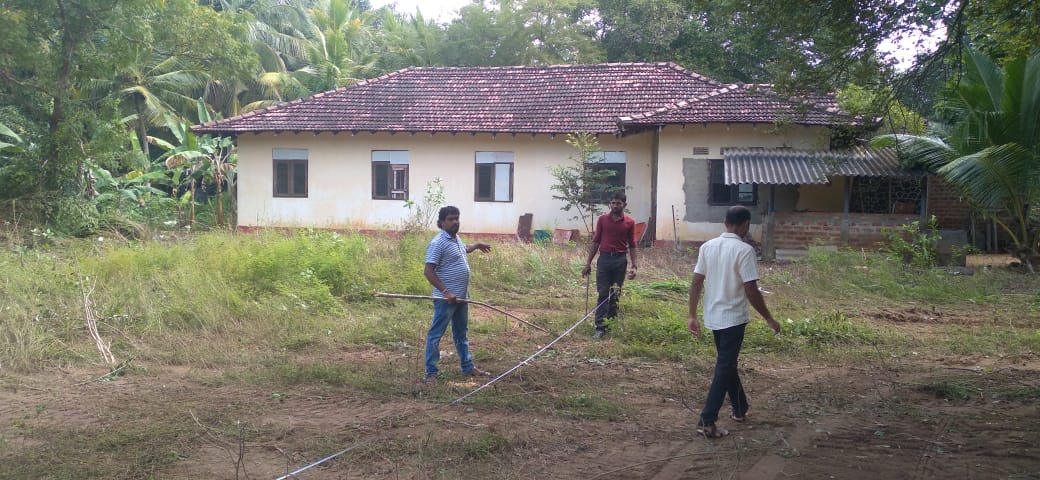 cocnut cultivation 1