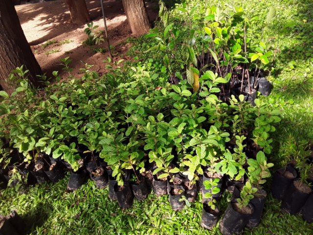 Plants Distribution Programme_010120