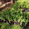 Plants Distribution Programme_010120